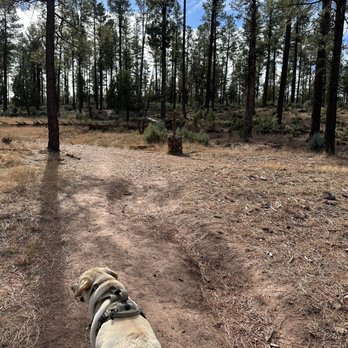 Pine Trailhead - Hiking Near Me - Pine, Arizona