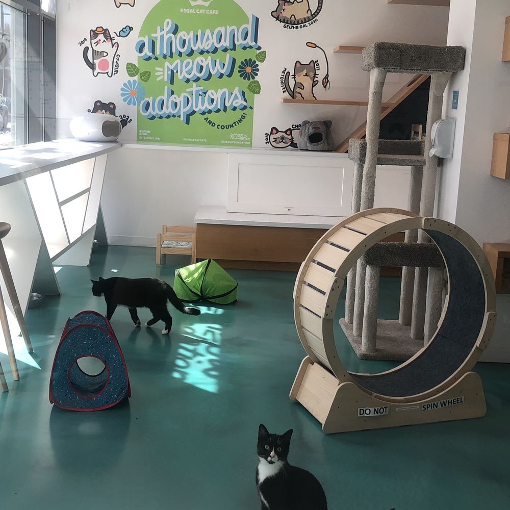 Regal Cat Cafe - Coffee & Tea Near Me - Calgary, Alberta Regal Cat Cafe - Coffee & Tea Near Me - Calgary, Alberta