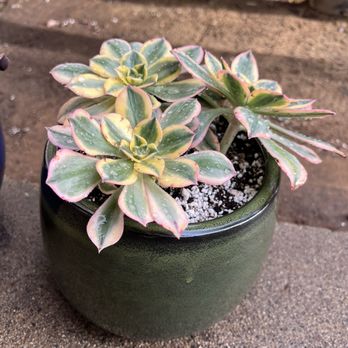 Vista Succulents - Nurseries & Gardening Near Me - Vista, California Vista Succulents - Nurseries & Gardening Near Me - Vista, California