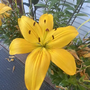 Lilys - Yellow beauty - New American Near Me - Mount Shasta, California Lilys - Yellow beauty - New American Near Me - Mount Shasta, California