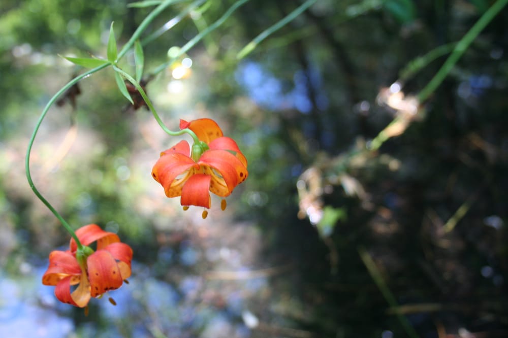 Jenna Rebecca Francesca, LMT -  Heal Alaska - grief counselor in Wasilla, AK