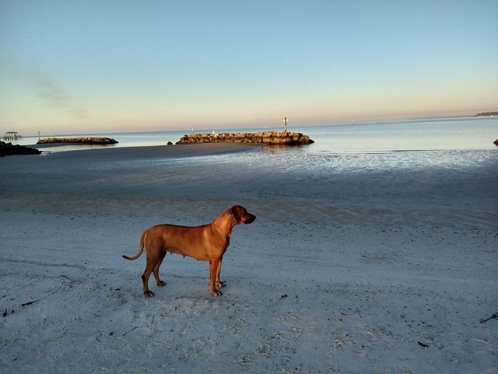 Apollo Beach Nature Preserve Image
