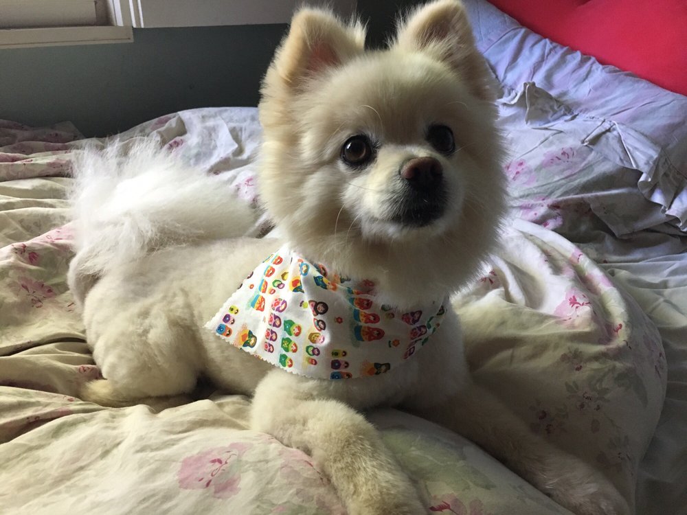 OOH PUPPY 244 Photos & 159 Reviews Pet Groomers 15829 Imperial