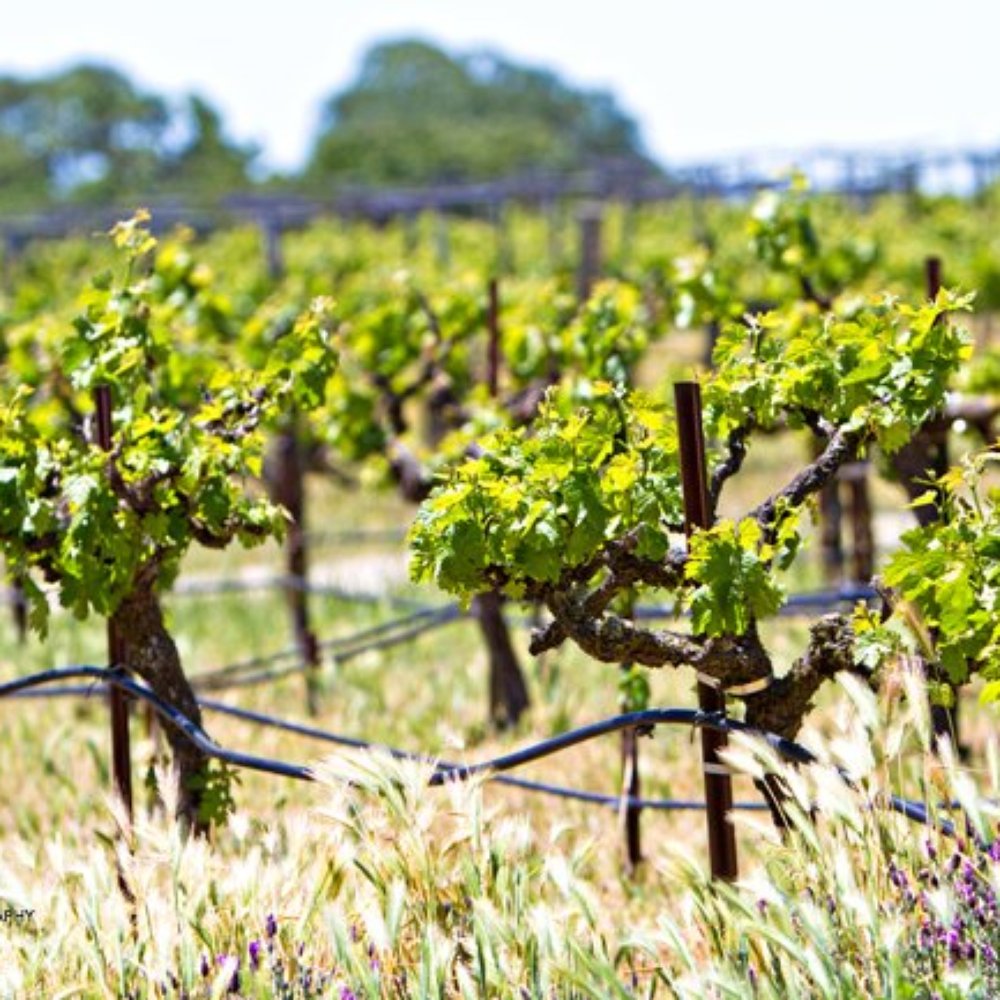 Castoro Cellars - SusanSchmitz.com - Wineries Near Me - Templeton, California Castoro Cellars - SusanSchmitz.com - Wineries Near Me - Templeton, California