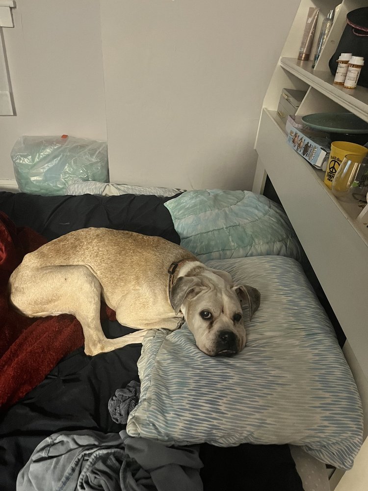 ANIMAL EMERGENCY & CRITICAL CARE OF LYNCHBURG Updated September 2024