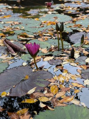Conservatory Garden by null