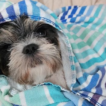 BarkBark Boutique - Pet Groomers Near Me BarkBark Boutique - Pet Groomers Near Me