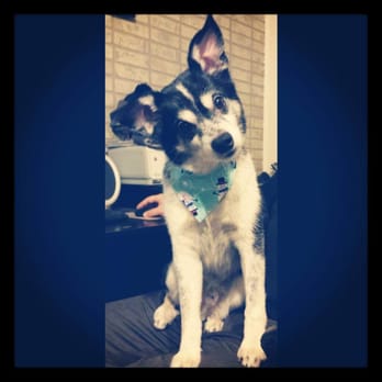 Fluff And Ruff - Pet Training Near Me - Galesville, Wisconsin