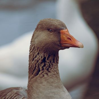 Round Hill Park - Greylag Goose - Parks Near Me - Elizabeth, Pennsylvania Round Hill Park - Greylag Goose - Parks Near Me - Elizabeth, Pennsylvania