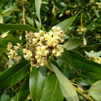 Maxwell Farms Regional Park - Close up of honey perfumed Bay Laurel blossoms. - Parks Near Me - Sonoma, California Maxwell Farms Regional Park - Close up of honey perfumed Bay Laurel blossoms. - Parks Near Me - Sonoma, California