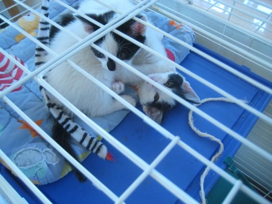 vca almaden animal hospital