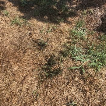 Weed Man - Pest Control Near Me - Roswell, Georgia Weed Man - Pest Control Near Me - Roswell, Georgia