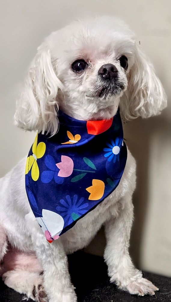 Reidville Road Pet Salon & Boarding Image