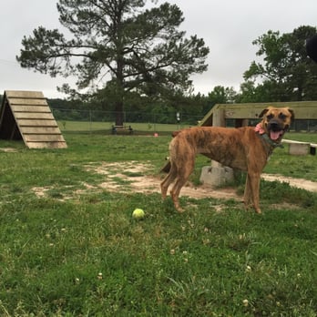 Hanover Dog Park - Awesome huge fenced in area with really cool toys and training structures - Pet Services Near Me - Ashland, Virginia Hanover Dog Park - Awesome huge fenced in area with really cool toys and training structures - Pet Services Near Me - Ashland, Virginia