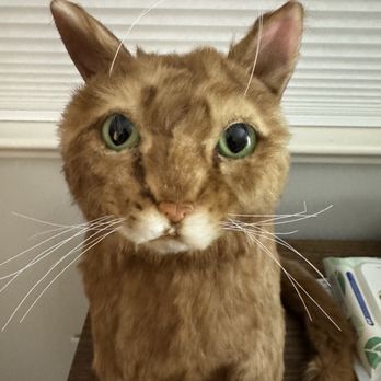 Cuddle Clones - Cuddle Clone - Pet Stores Near Me - Akron, Ohio