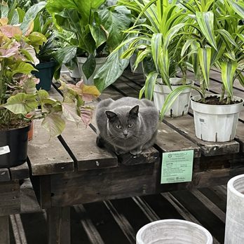 Terra Bella Nursery - Cat - Nurseries & Gardening Near Me - San Diego, California Terra Bella Nursery - Cat - Nurseries & Gardening Near Me - San Diego, California