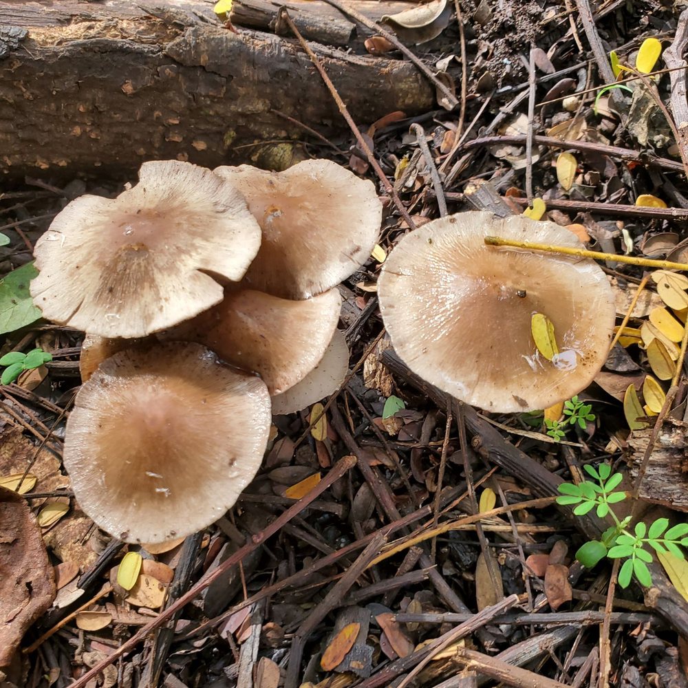 Waimano Loop Trail - Mushrooms - Hiking Near Me - Pearl City, Hawaii Waimano Loop Trail - Mushrooms - Hiking Near Me - Pearl City, Hawaii
