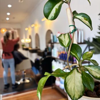 Rose and Sage Salon - Hair Salons Near Me - Bentonville, Arkansas Rose and Sage Salon - Hair Salons Near Me - Bentonville, Arkansas