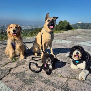 Yo Dog Walker - A hike in the park with her buddies. - Dog Walkers Near Me Yo Dog Walker - A hike in the park with her buddies. - Dog Walkers Near Me