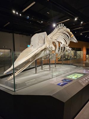 Lee Kong Chian Natural History Museum, Singapore by null
