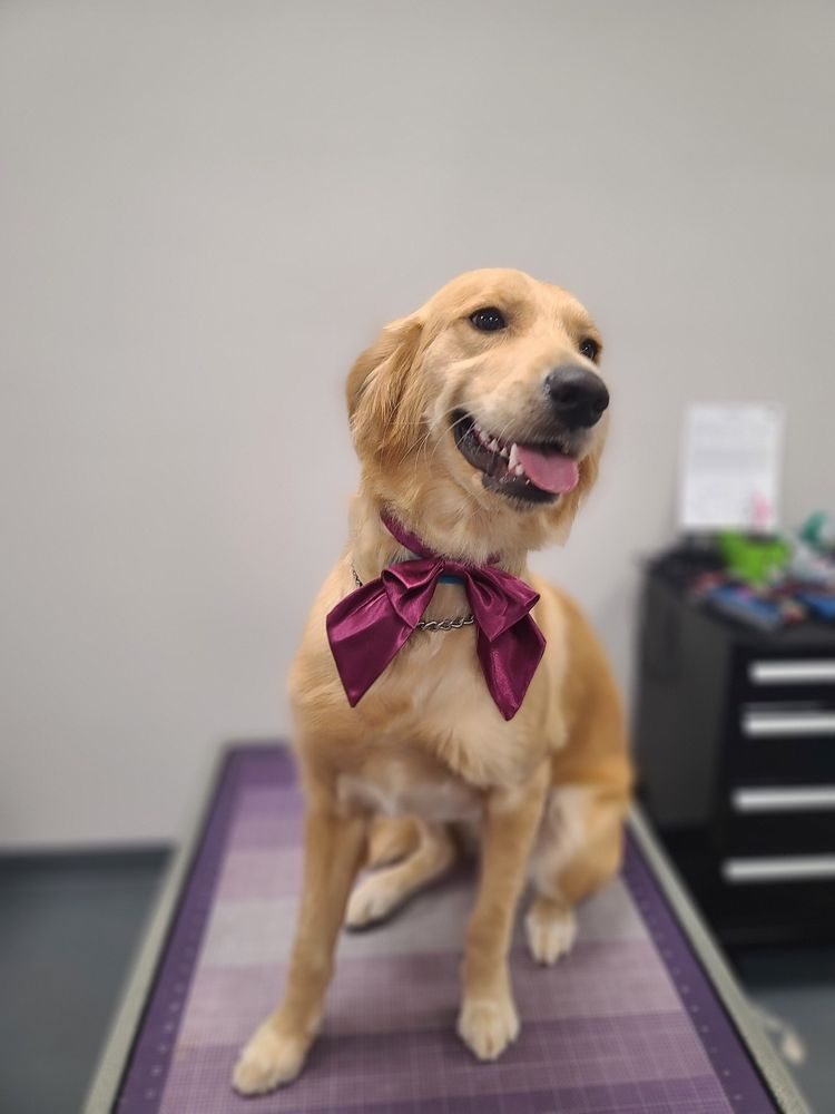 PUPPY FACE Updated August 2024 361 Photos & 176 Reviews 1923 W La