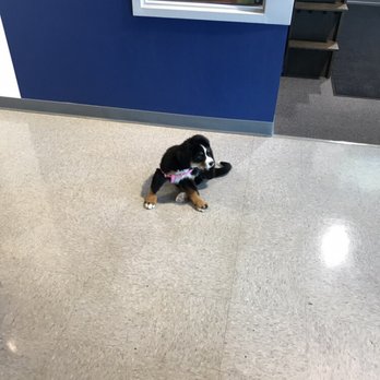 Advanced Automotive - New shop mascot! - Auto Repair Near Me - Warrenton, Virginia