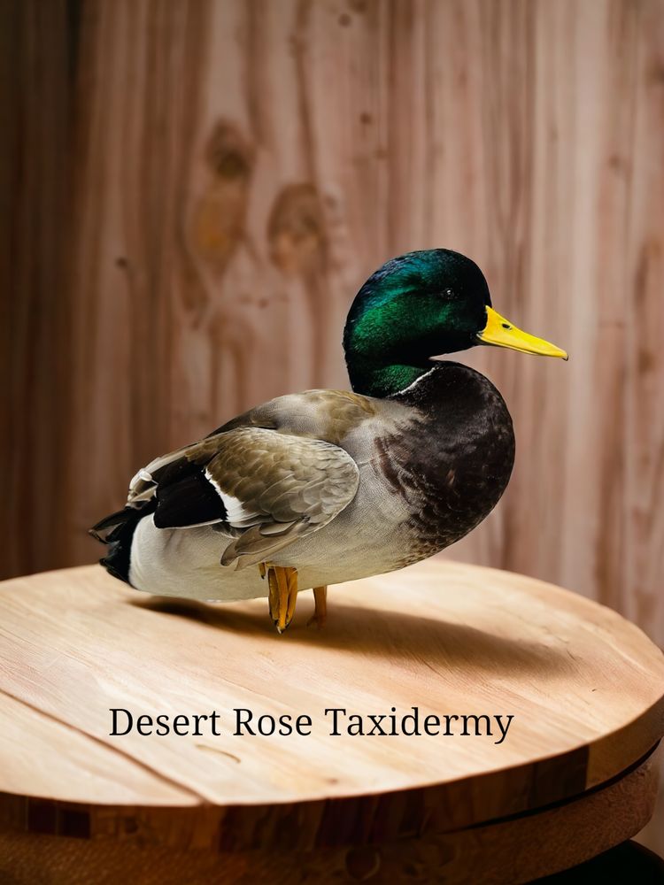 Desert Rose Taxidermy - taxidermy in Woodland Hills, UT
