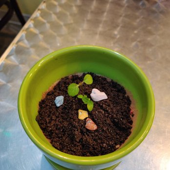 Dessert Republic - Tiramisu flower pot - Chinese Near Me - San Mateo, California Dessert Republic - Tiramisu flower pot - Chinese Near Me - San Mateo, California