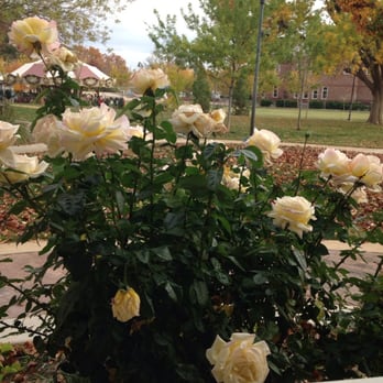 Saint George Town Square - I haven't seen roses growing in such a long time - Parks Near Me - St. George, Utah Saint George Town Square - I haven't seen roses growing in such a long time - Parks Near Me - St. George, Utah