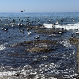 The pelicans came from no were and covered the water!!! The pelicans came from no were and covered the water!!!