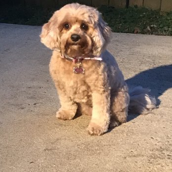 Barkley Square - Pet Sitting Near Me - Falls Church, Virginia