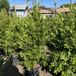 DMK Nursery - 15 gallon Carolina Cherry hedge
