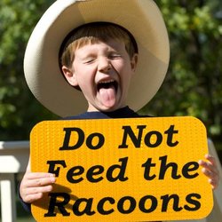 Nuisance Wildlife Control and Removal - If you have a raccoon problem at your home, we can help!