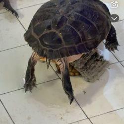 New China Buffett - Smelly rotten turtles