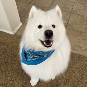 Stars Fancy Paws - Our Samoyed boy Kona - Pet Groomers Near Me - Bakersfield, California Stars Fancy Paws - Our Samoyed boy Kona - Pet Groomers Near Me - Bakersfield, California