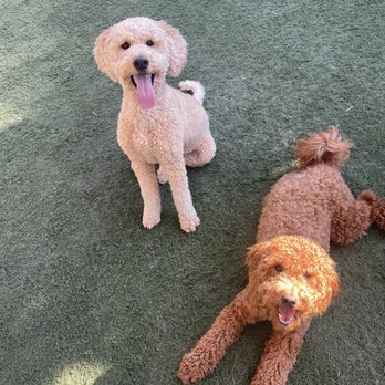 Crossroads Pet Resort - While away, my doggie played! While I traveled, I requested updates and BOOM! A great picture of my curly girl and her new best friend! - Pet Training Near Me - Stanton, California