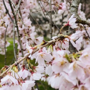 Arnold Arboretum - Parks Near Me - Boston, Massachusetts Arnold Arboretum - Parks Near Me - Boston, Massachusetts