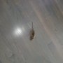 K&G Pest Control