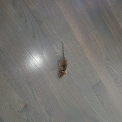 K&G Pest Control