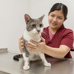 Ambassador Veterinary Hospital - Fully stocked pharmacy on location for your convenience.