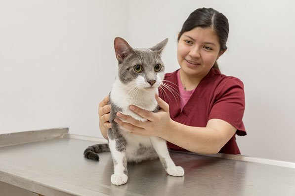 Ambassador Veterinary Hospital - pet boarding facility in Union City, NJ
