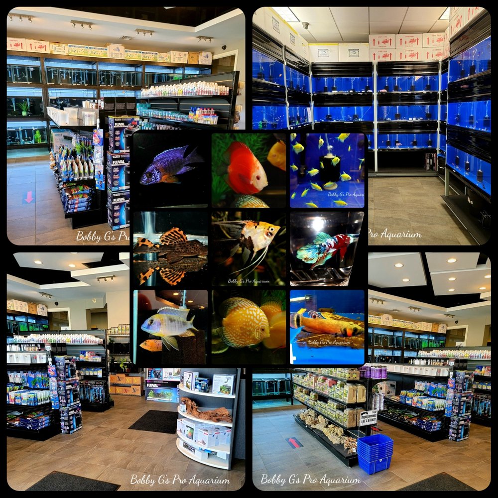 BOBBY G’S PRO AQUARIUM Updated August 2024 99 Belmont Drive, London