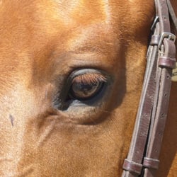 Lincourt Stables - No hour of life is wasted that is spent in the saddle~. Winston Churchill