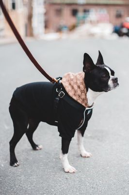 1 Mile Walk for 25$! 50$ for Three 1 Mile Dog Walks! - Pup Town Girl 1 Mile Walk for 25$! 50$ for Three 1 Mile Dog Walks! - Pup Town Girl