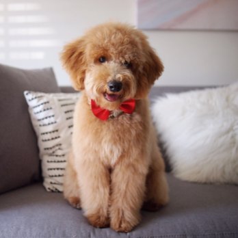 Puppy Cutz - Buster proud to show off his first haircut! - Pet Groomers Near Me - San Jose, California