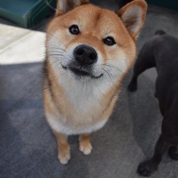 Dog Days - Probably hoping you have treats to share - Dog Walkers Near Me - San Diego, California