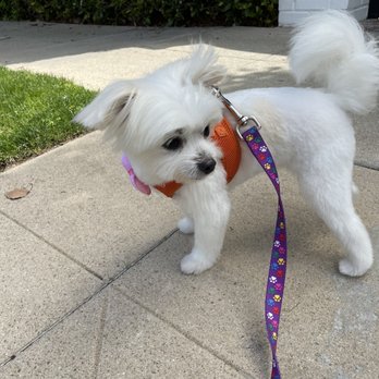 Collar & Comb - Summer here we come! - Pet Groomers Near Me - Los Angeles, California