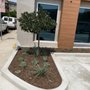 Arcadian Tree Service And Landscape