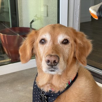 Jasmine Pet Grooming - Pet Groomers Near Me - Brea, California