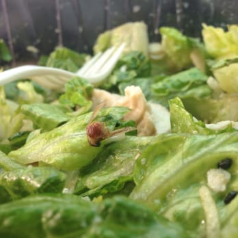 Trader Joe's - Dead fly in their pre-made salads. Gross! - Grocery Near Me - Commack, New York Trader Joe's - Dead fly in their pre-made salads. Gross! - Grocery Near Me - Commack, New York